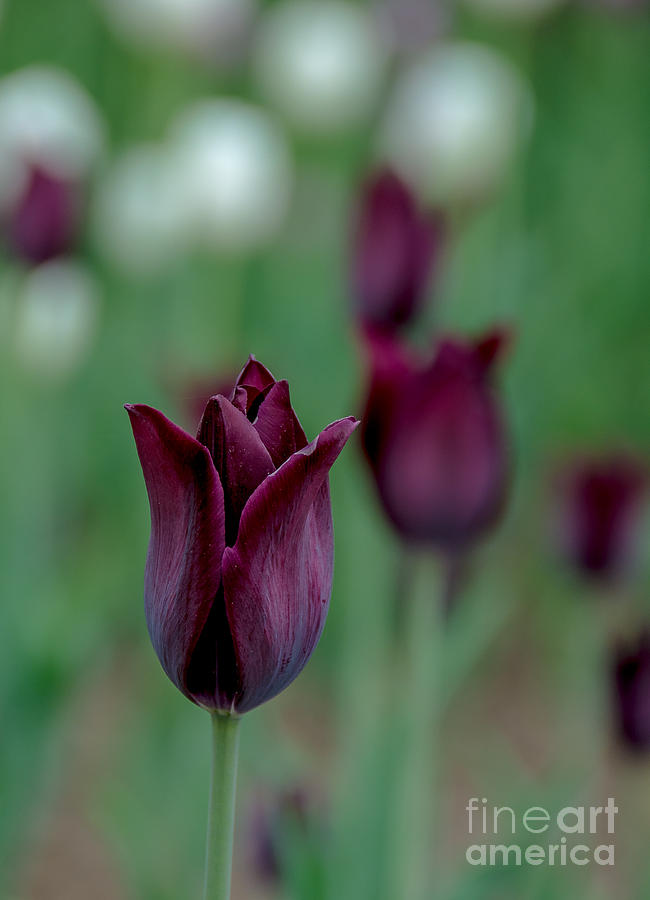 Deep Purple Tulip Photograph by Cheryl Baxter