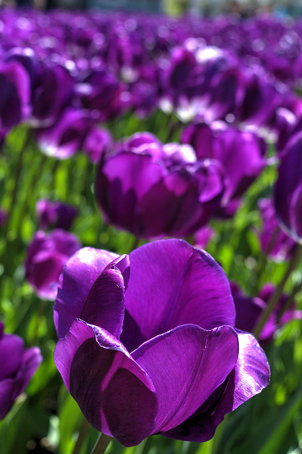Deep Purple Tulips Photograph by FineArtRoyal Joshua Mimbs