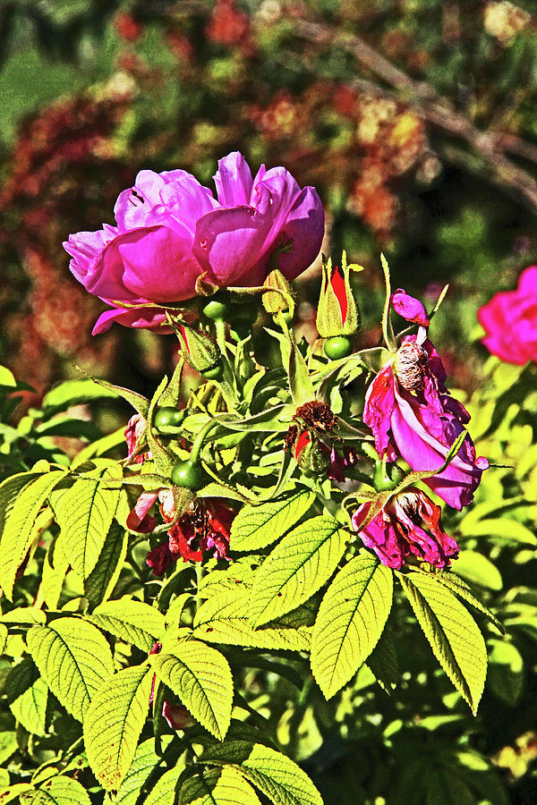 Deep Purplish Pink Rose Blossoms Buds Fading Petals Bright Green and Autumn Leaves Background 2 915  Photograph by David Frederick
