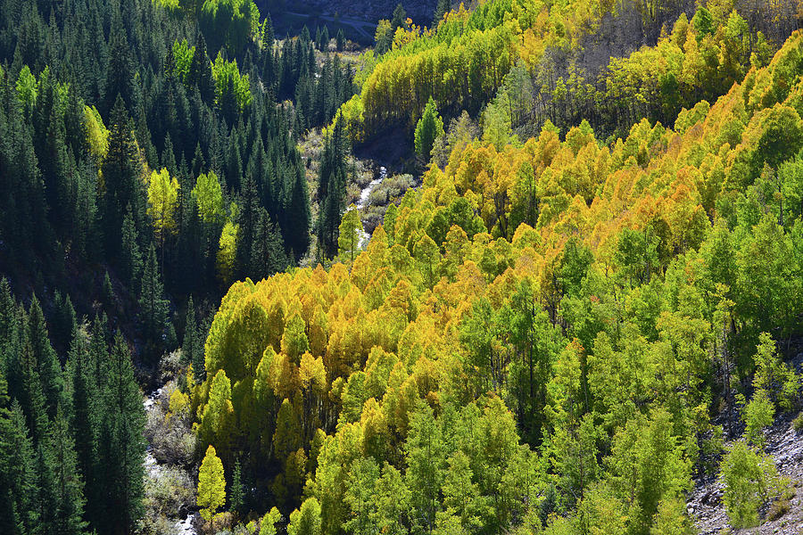 Deep Ravine Aspens along Highway 550 Photograph by Ray Mathis
