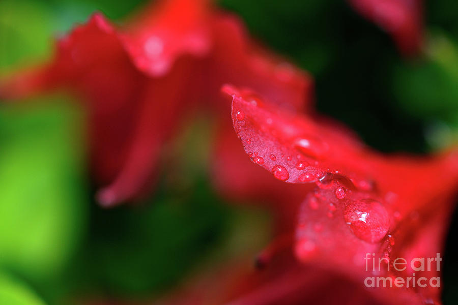 Deep Red Azalea With Raindrops Photograph by Terry Elniski