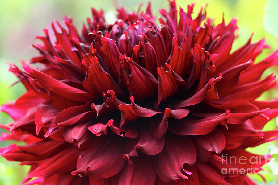 Deep Red Dahlia Photograph by Christiane Schulze Art And Photography