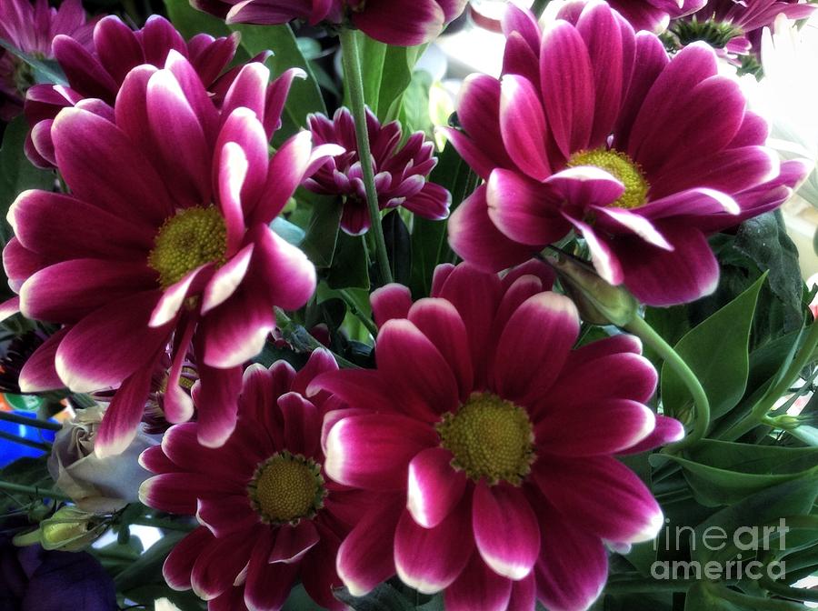 Deep Red Flowers Photograph by Joan-Violet Stretch