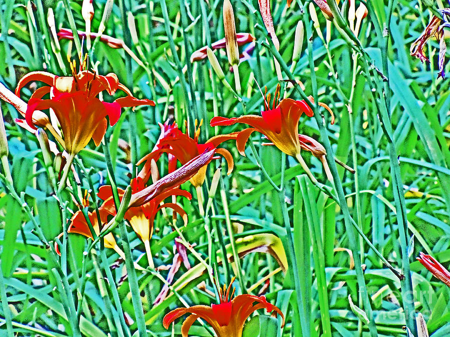 Deep Red-Orange lilies on green Background Photograph by David Frederick