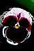 Pansy Photograph - Deep Red Pansy by Shirley Sacks Pansy Photograph - Deep Red Pansy by Shirley Sacks