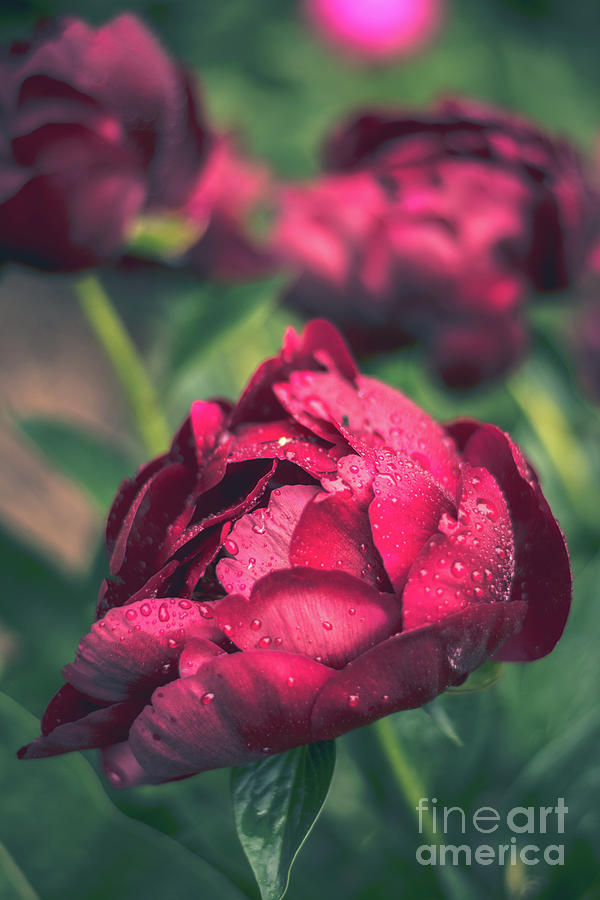 Deep Red Peonies Photograph by Cheryl Baxter
