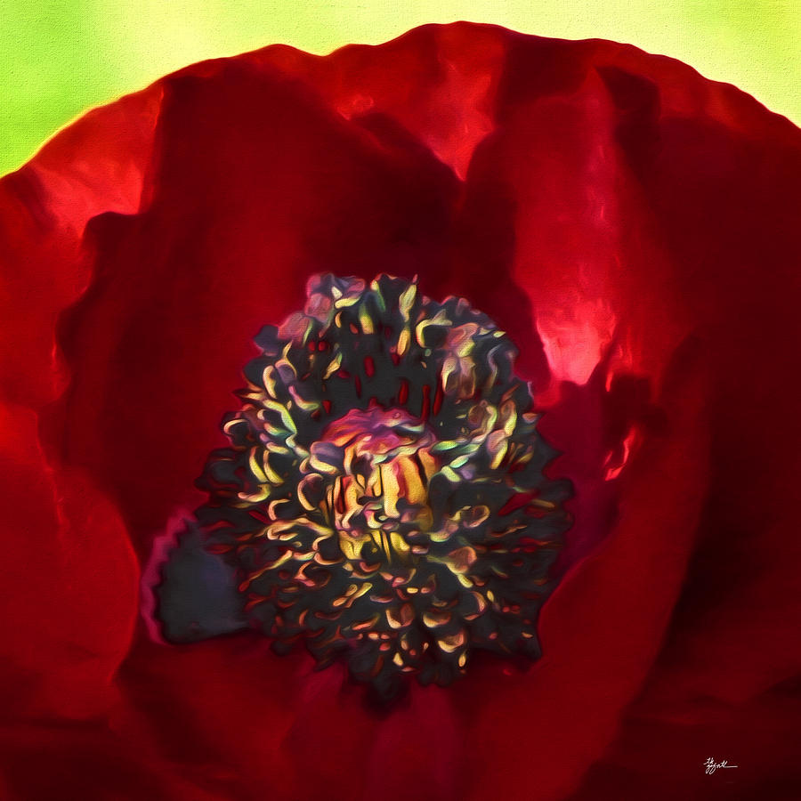 Deep Red Poppy Photograph by TK Goforth