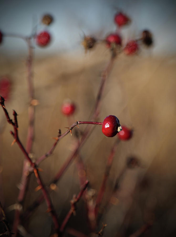 Deep Red Rose Hips on Brown and Blue Photograph by Brooke T Ryan