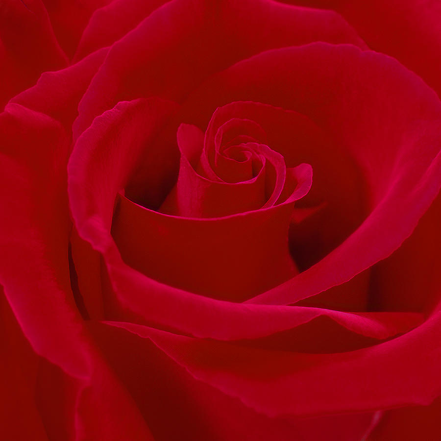 Deep Red Rose Photograph