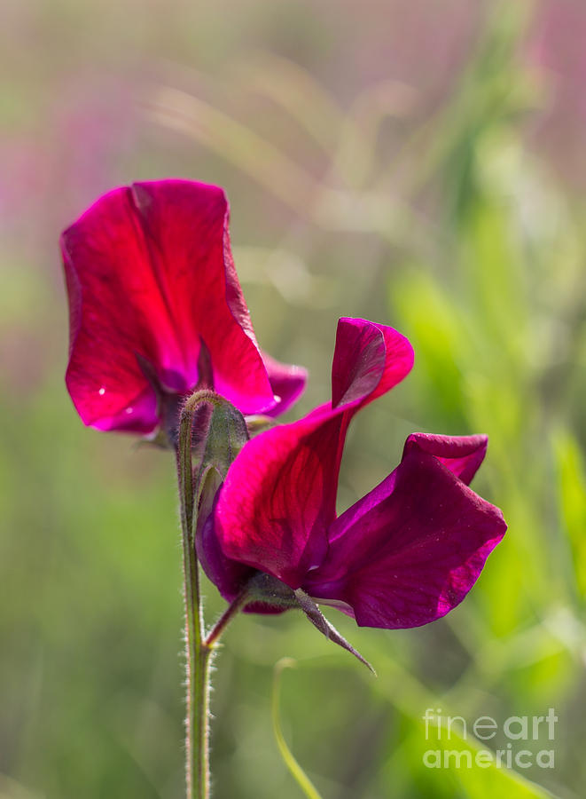 Wild Sweet Pea Photograph - Deep Red Sweet Pea 3292 by Stephen Parker
