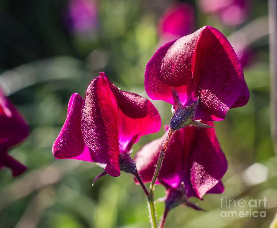 Wild Sweet Pea Photograph - Deep Red Sweet Pea 3323 by Stephen Parker