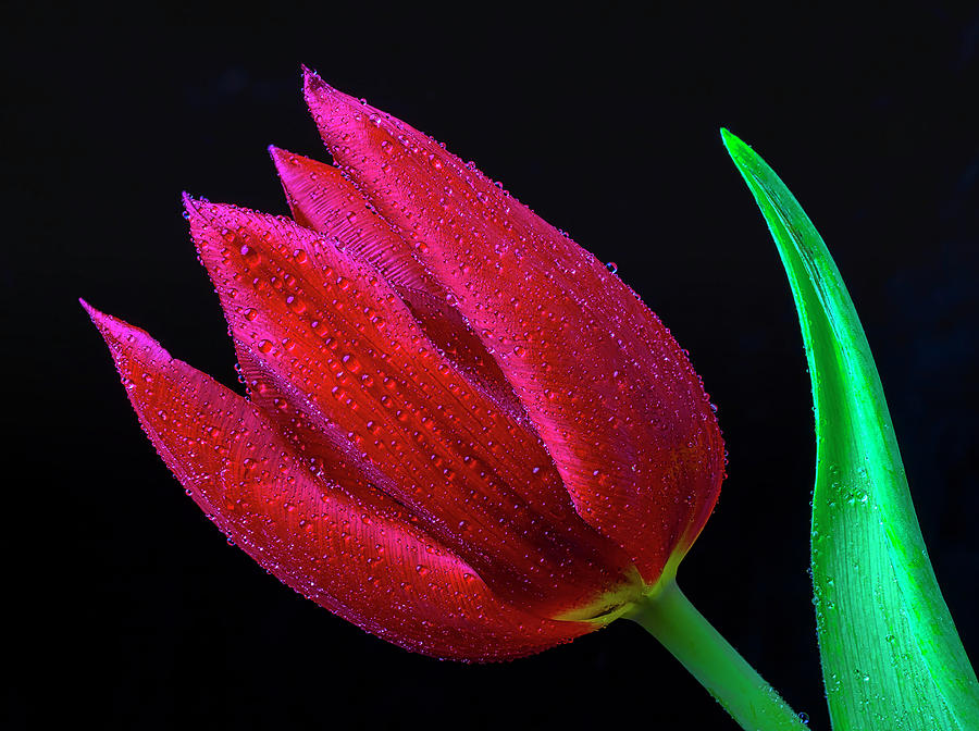 Deep Red Tulip Photograph by Garry Gay
