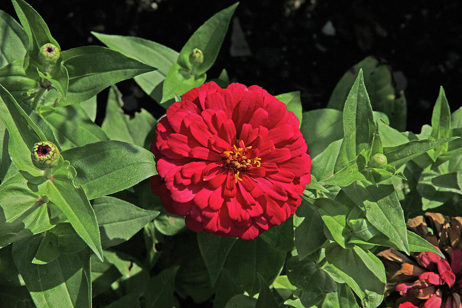 Deep Red Zinnia Dark Green leaves and Black background 2952017 Photograph by David Frederick