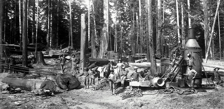 DEEP REDWOOD FOREST LOGGING c. 1892 Photograph by Daniel Hagerman