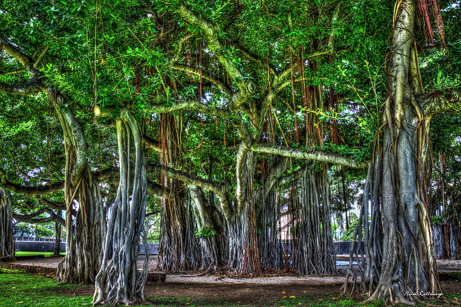 Oahu Hawaii Deep Roots Banyan Trees Thomas Square Honolulu Art Photograph by Reid Callaway