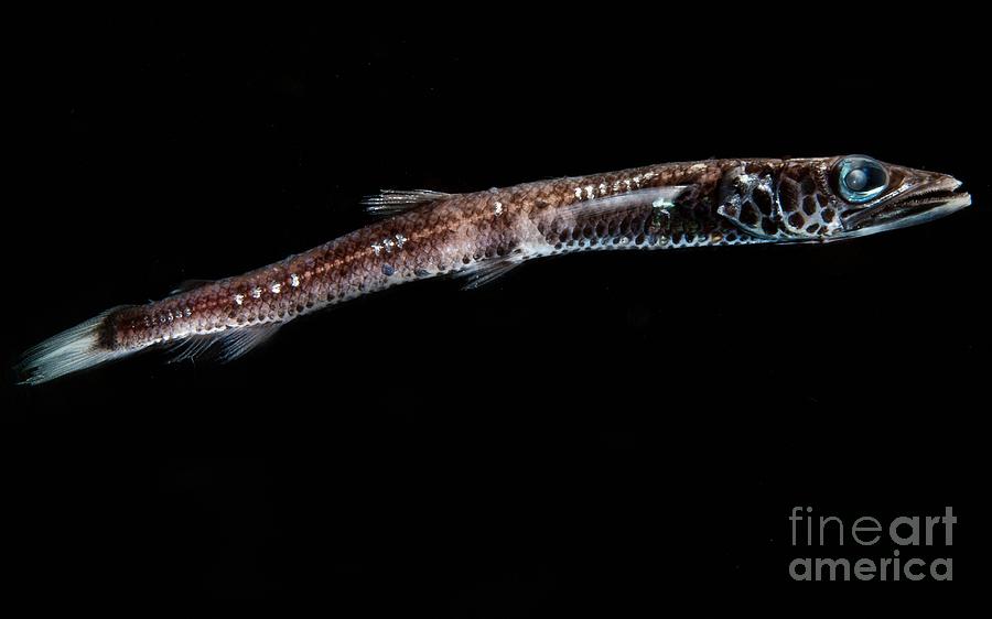 Deep-sea Waryfish Photograph by Dant Fenolio