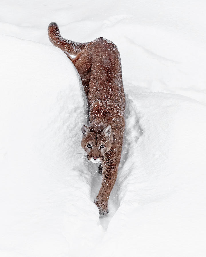 Deep Snow Cougar Photograph by Wes and Dotty Weber