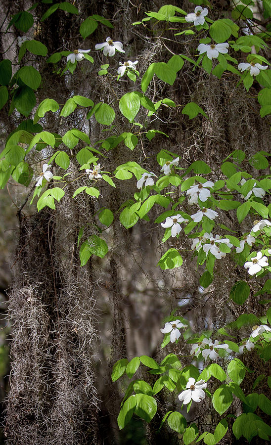 Deep South Dogwood Photograph by James Woody