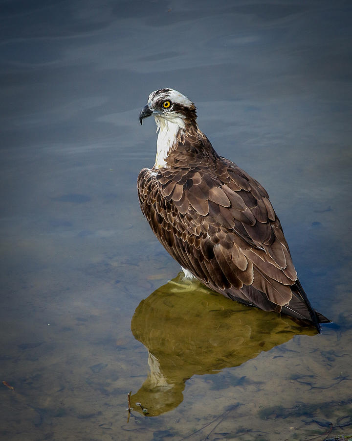 Deep Thought Osprey Photograph by Joe Myeress