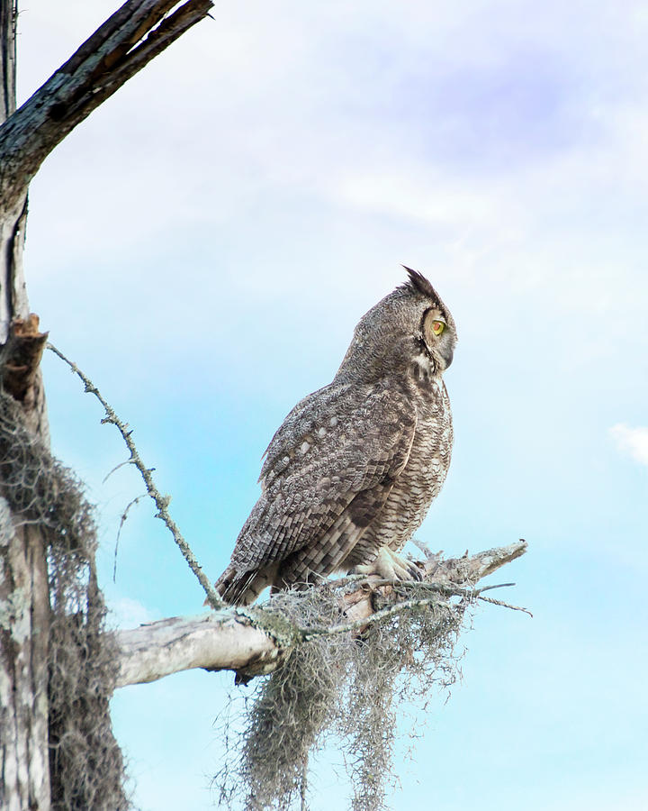 Owl Photograph - Deep Thoughts of the Great Horned Owl by Mark Andrew Thomas