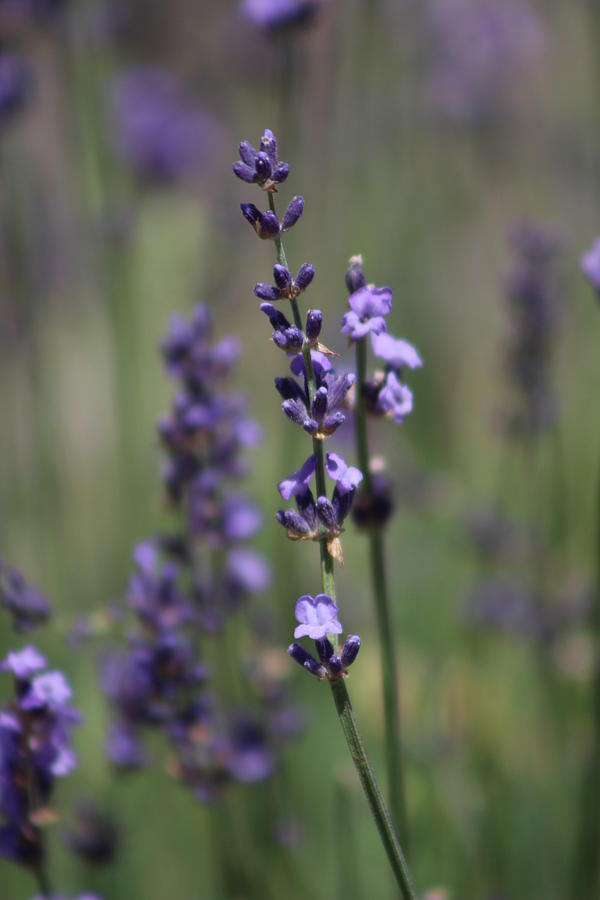Deep Violet Lavender Spike Photograph by Colleen Cornelius
