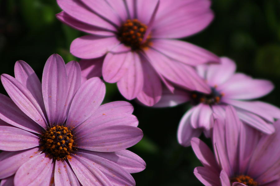 Deep Violet Purple African Daisy Photograph by Colleen Cornelius