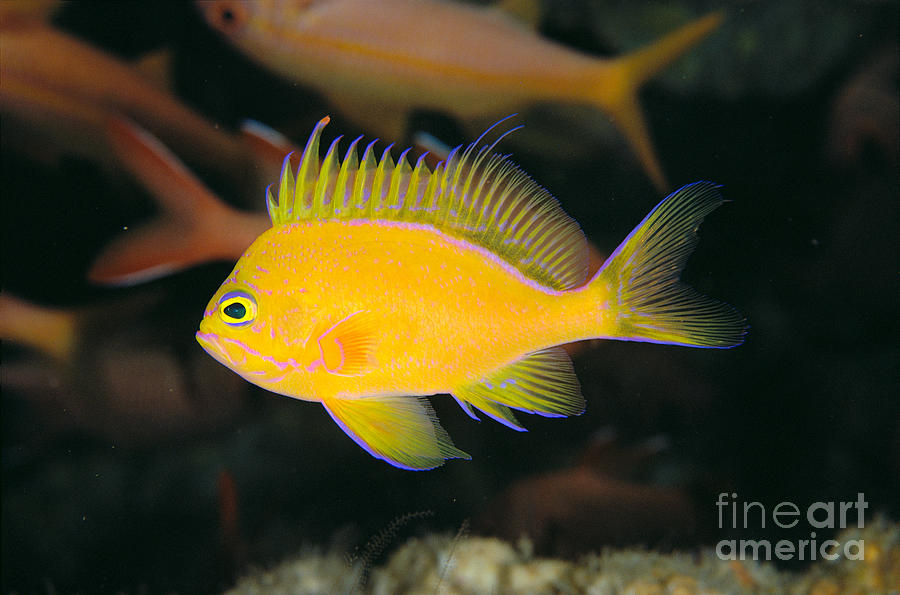Deep Water Anthias Photograph by Dave Fleetham - Printscapes