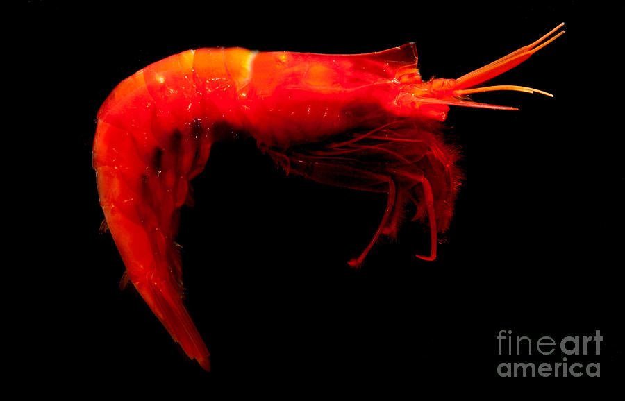 Deep Water Shrimp Photograph by Danté Fenolio