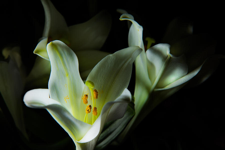 Deep White Lily Photograph by Dennis Dame
