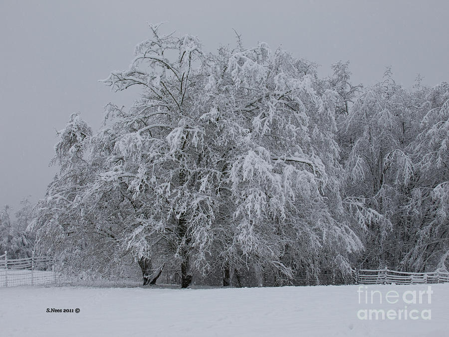 Deep Winter Photograph by Shari Nees