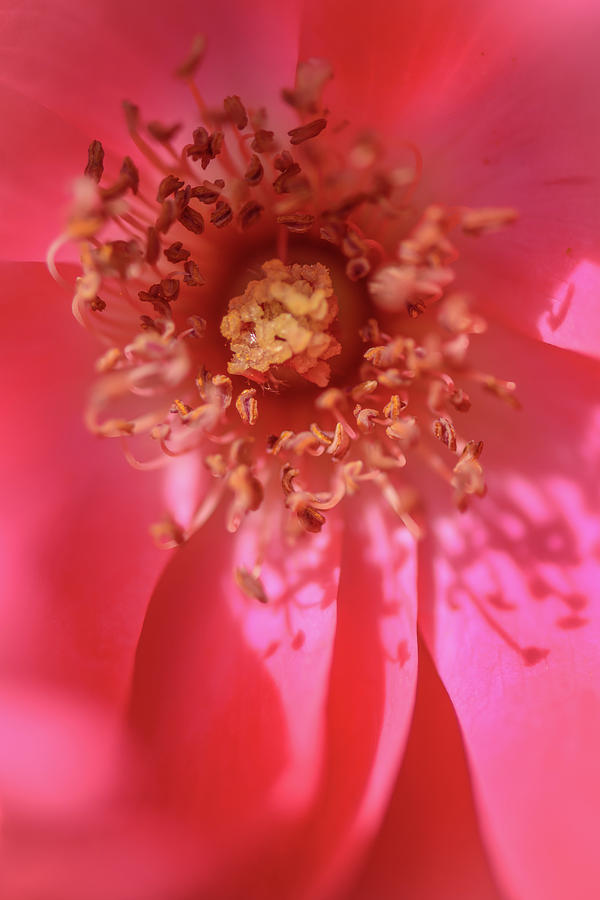 Deep Within A Rose - Macro Photograph by Debra Martz