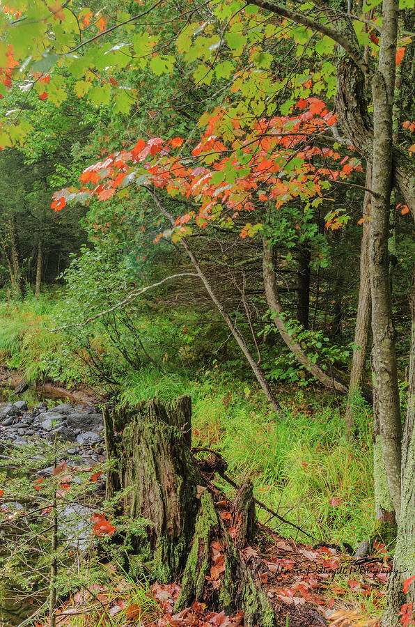 Deep Woods Fall Photograph by Thomas Pettengill