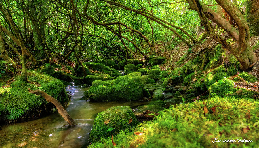 Deep Woods Stream Photograph by Christopher Holmes