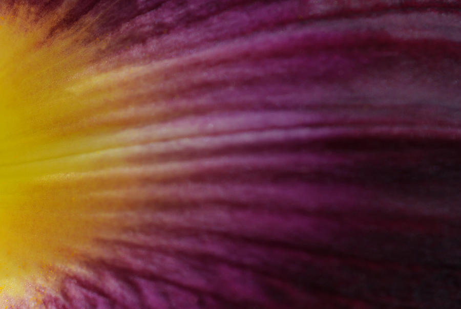 Lily Photograph - Deepest Purple by Richard Andrews