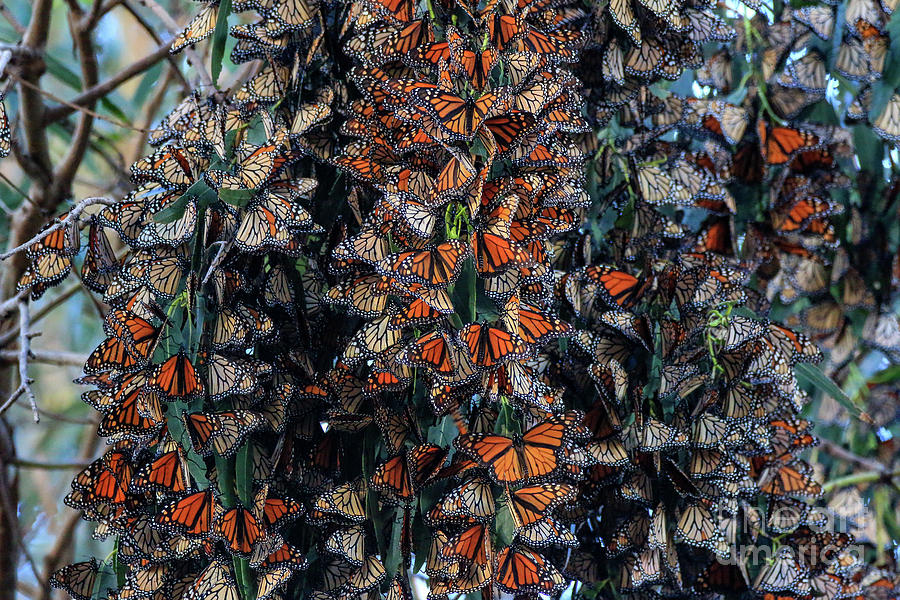 Deeply Monarch Photograph by Craig Corwin