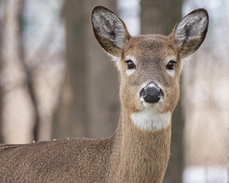 Deer 1 Photograph by Deborah Ritch