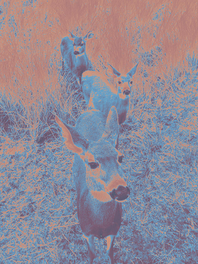 deer #10 by Anne Westlund deer #10 by Anne Westlund