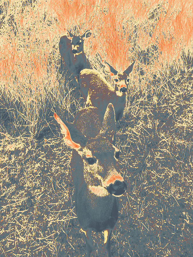 deer #11 by Anne Westlund deer #11 by Anne Westlund