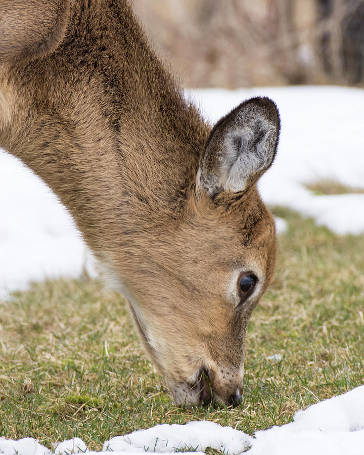 Deer 2 Photograph by Deborah Ritch