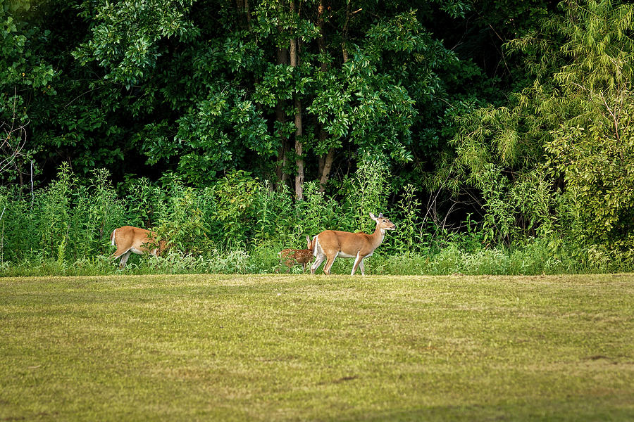 Deer 2 Photograph by Doug Long