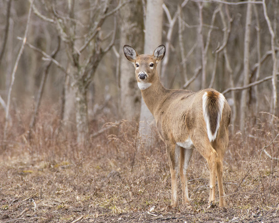 Deer 3 Photograph by Deborah Ritch