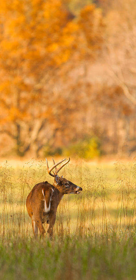 Deer 3 Photograph by Joye Ardyn Durham