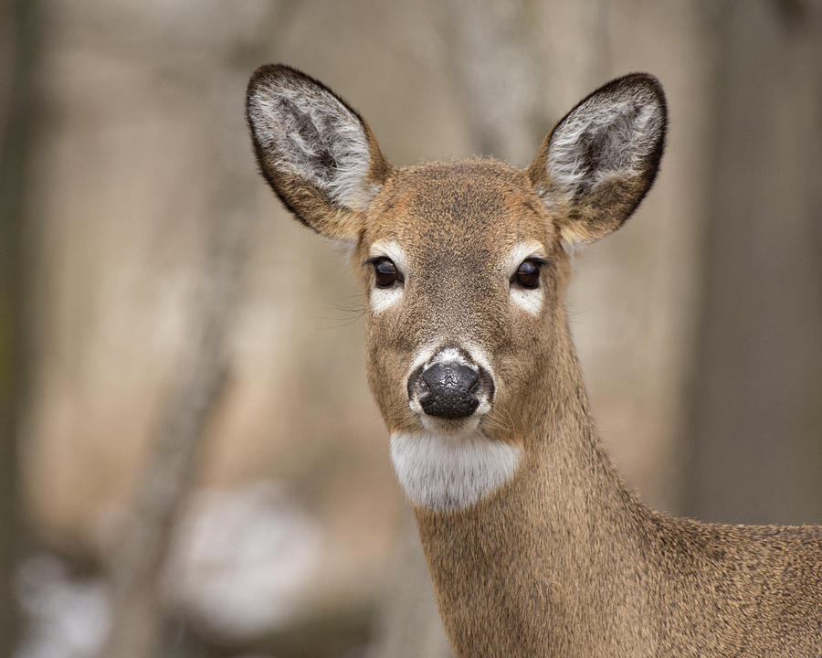 Deer 4 Photograph by Deborah Ritch