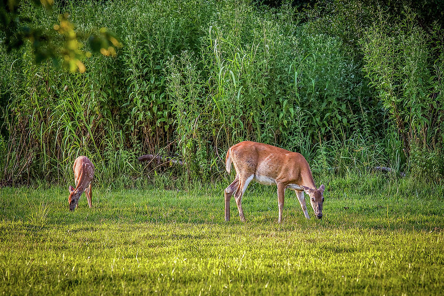 Deer 4 Photograph by Doug Long