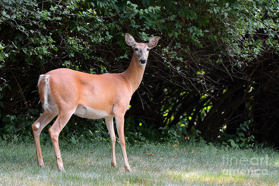Deer 7113 Photograph by Ken DePue
