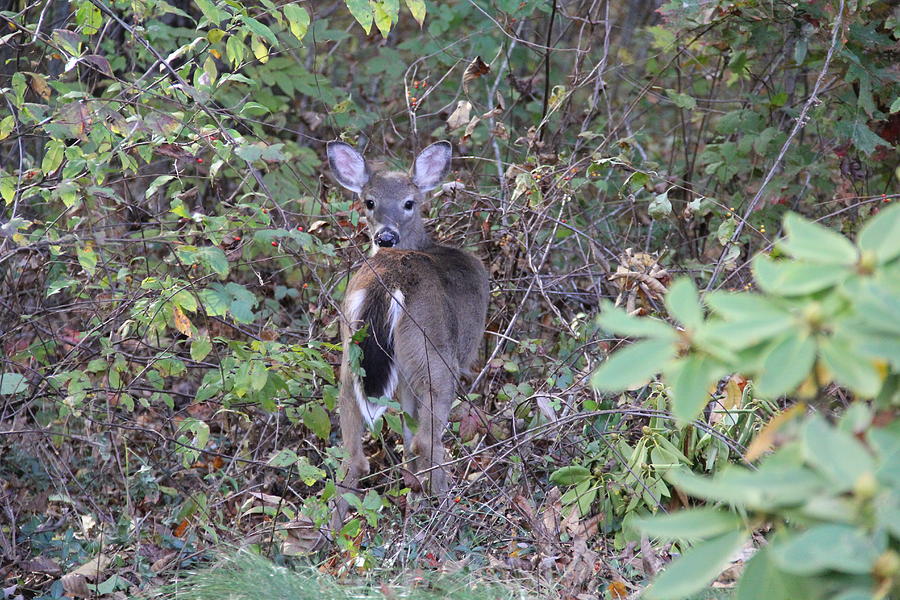 Deer Alert Photograph by Allen Nice-Webb