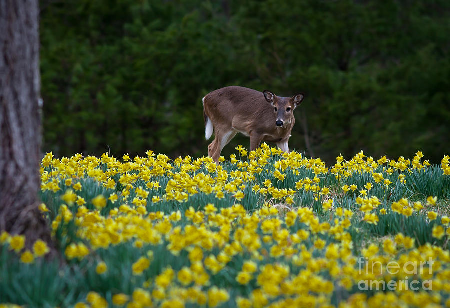 Deer and Daffodils Photograph by Douglas Stucky