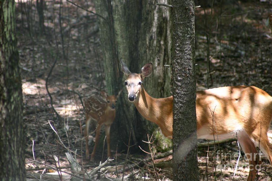 Deer and fawn in the woods Photograph by David Bishop