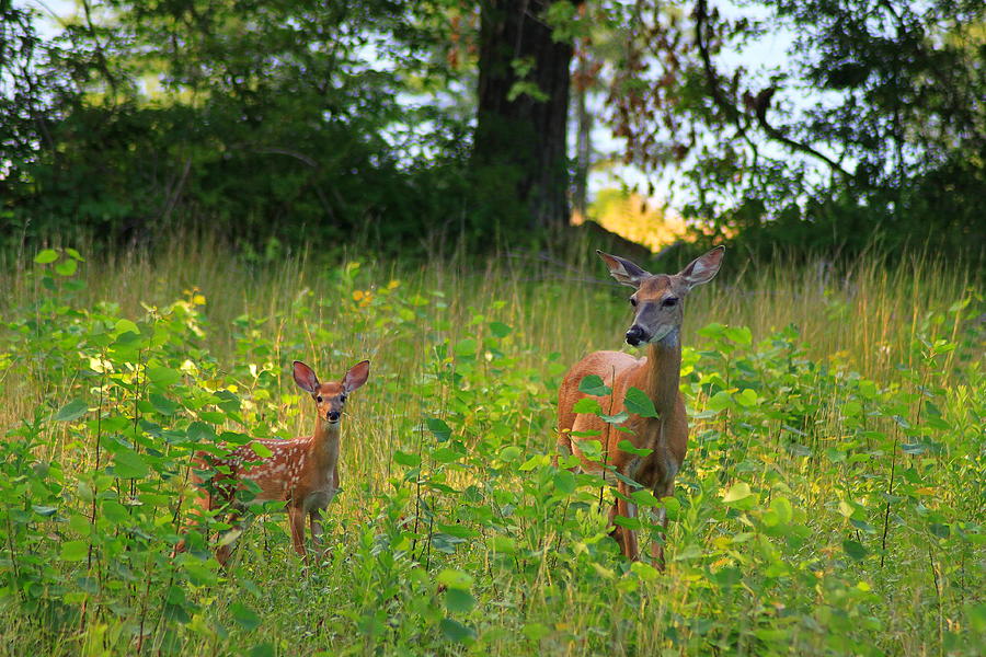 Deer and Fawn Photograph by John Burk
