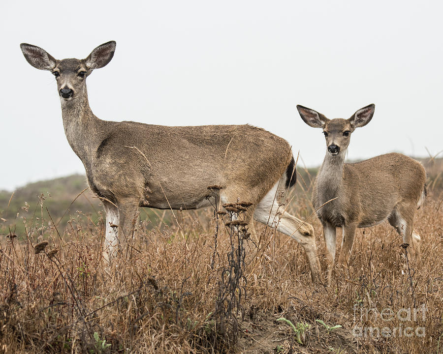 Deer and Fawn Photograph by Steven Natanson
